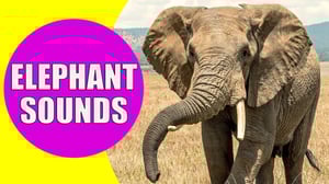 This is the Avatar Image for the Elephant Sounds AI Voice and Text to Speech Generator